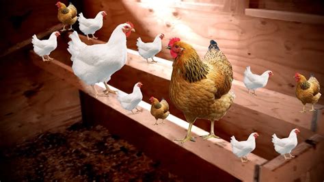 How Much Space Does A Chicken Need For Their Roost How Wide Should A