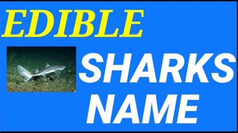 Worlds Most Edible Sharksedible Sharkssharks Name With Scientific