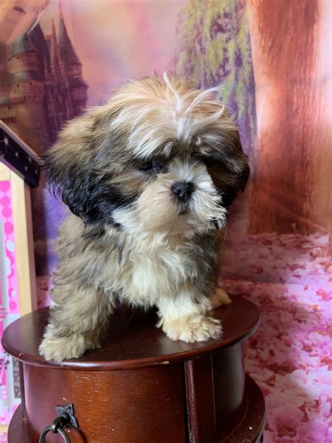 Check latest funny dog and other animals pictures from our collection. Shih Tzu Puppies For Sale | Clifton, NJ #317948 | Petzlover