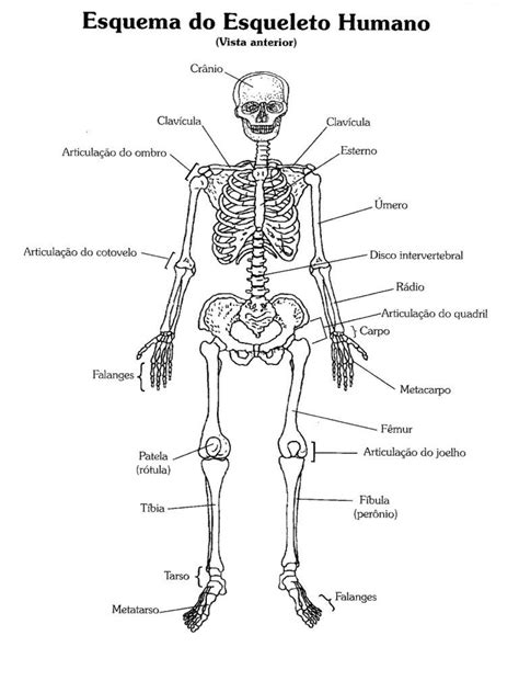 32 Desenhos De Anatomia Humana Para Colorir E Imprimir Online Cursos