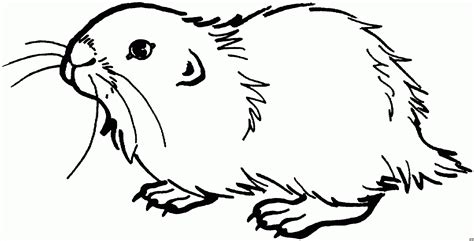 Die malvorlagen sind für alle. Ausmalbild Meerschweinchen - kinderbilder.download | kinderbilder.download