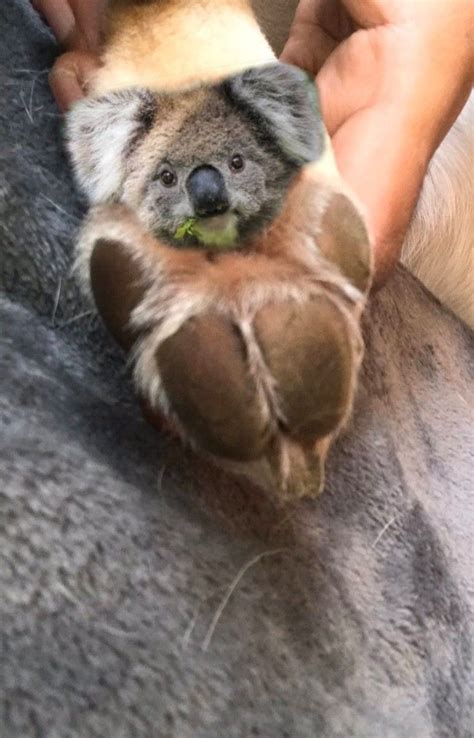 Twitter User Points Out That Dog Paws Look Like Tiny Koalas And People