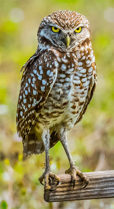 Burrowing Owl Athene Cunicularia The Lazy Naturalist Sarasota