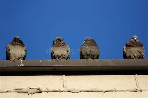 Pigeons On A Building Stock Image Image Of Brick Roof 14353573