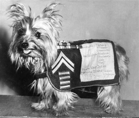 Dogs In History Smoky A Dedicated Soldier And The First Therapy Dog