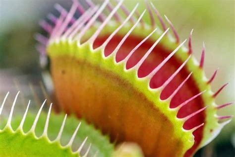 How To Grow A Venus Flytrap Indoors The Wonder Plant