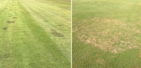 Zoysia Patch And Spring Dead Spot Advanced Turf Solutions