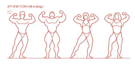 front double biceps pose dimensions and drawings