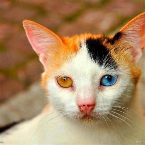 Heterchromia Pretty Cats Beautiful Cats Animals Beautiful Cute