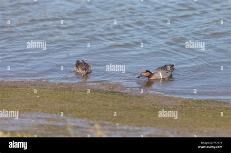 Green Winged Teal Anas Crecca A Waterfowl Bird With A Green Stripe