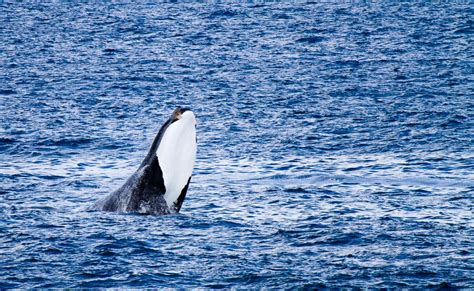 The Whales Of Walker Bay Hermanus Au