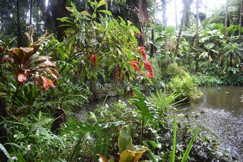 Tropical Rain Forest Jungle Like Setting With Very Green Vegetation