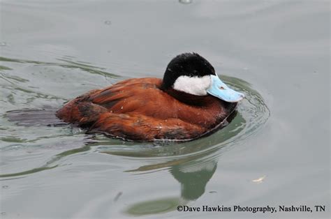 Ruddy Duck Oxyura Jamaicensis Information And Images From The Twra