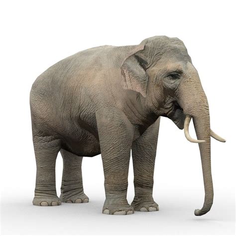 Elephant Animations 3d Model Asian Elephant Elephant Africa Animals