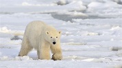 Scientists are watching polar bears from space