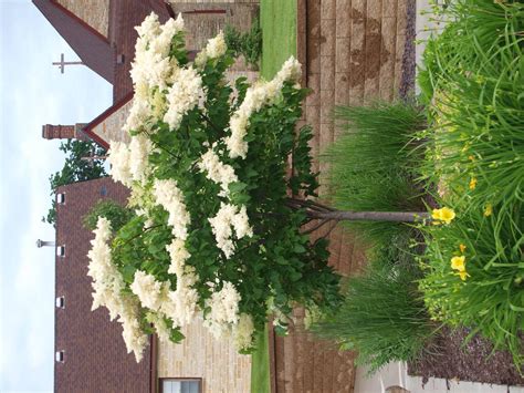 Japanese Tree Lilacs Knechts Nurseries And Landscaping