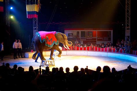 African Elephant Performing In A Circus Photo By Sebastiaan Ter Burg