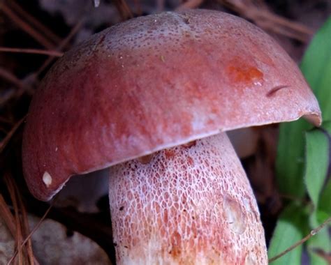 The Ultimate Guide To Foraging Boletes