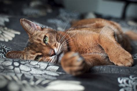 Cats In Bed 26 Felines Who Are Super Comfy