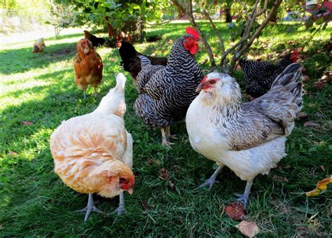 Pros And Cons Of Backyard Chickens Hot Sex Picture