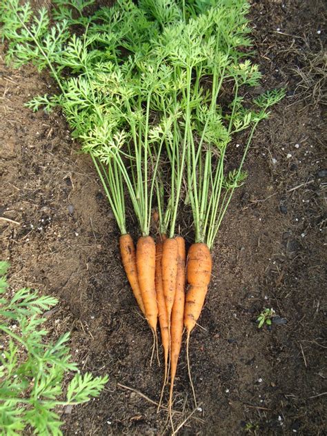 Growing Carrots How To Seed And Get Them To Germinate And Grow