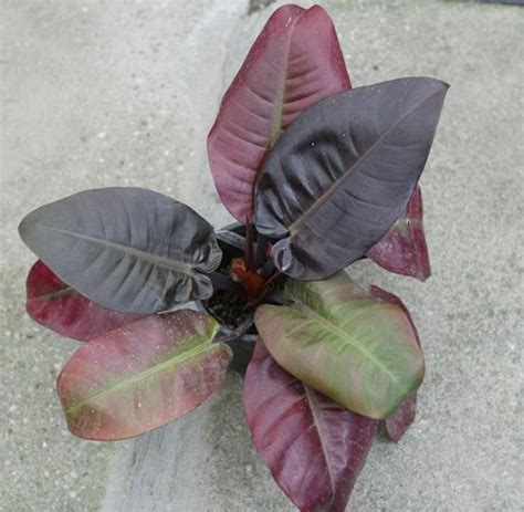 Jual Tanaman Philodendron Black Cardinal