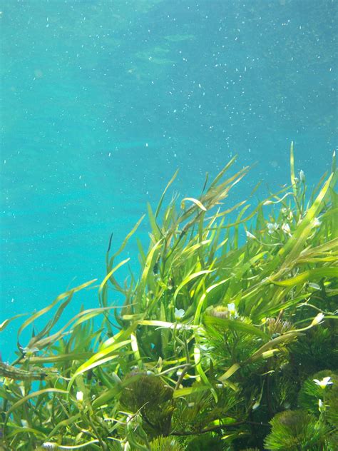 Free Images Beach Water Underwater Seaweed Coral Reef Kelp