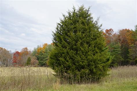 The Pros And Cons Of The Eastern Redcedar Piedmont Master Gardeners