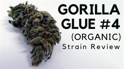 Gorilla Glue 4 Cannabis Strain Information And Review Ismoke Magazine