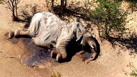 The Mysterious Death Of Hundreds Of Elephants In Botswana