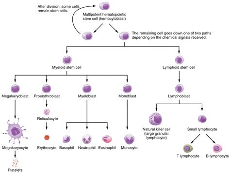 Production Of The Formed Elements Anatomy And Physiology Ii