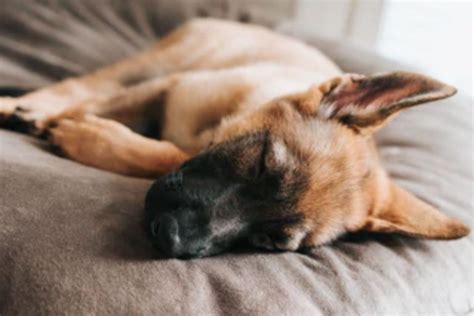 11 Best Dog Beds For German Shepherds According To Happy Pet Owners
