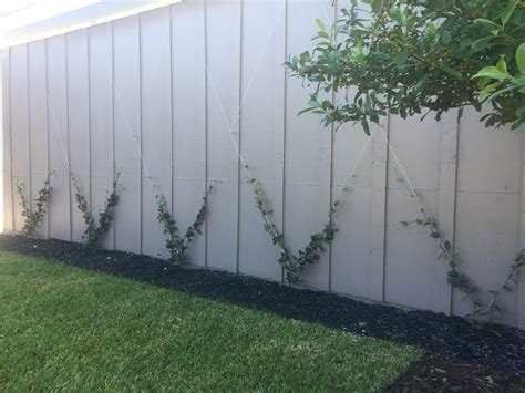 Confederate Star Jasmine Vine Diamond Trellisthe Beginning