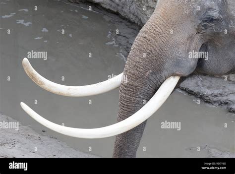 Elephant Tusk Hi Res Stock Photography And Images Alamy