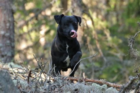 patterdale terrier dog breed complete guide animal corner