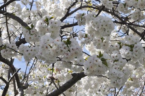White Flowering Trees Washington State Mahoneys Garden Center