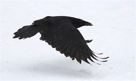 Pin By Roni Alexander On Always Ravens Bald Eagle Animals Eagle