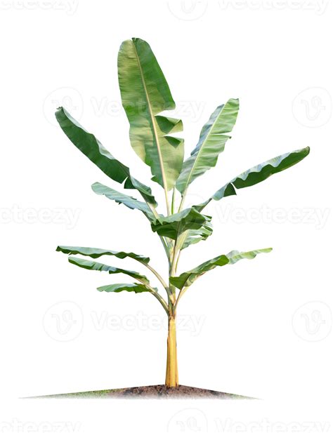 Green Banana Tree On Transparent Background Png File 21515602 Png