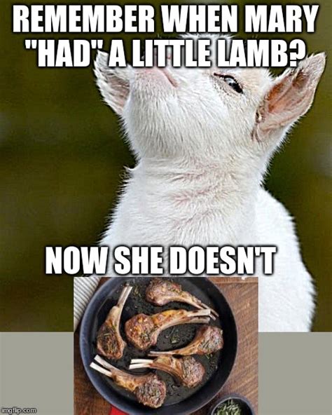 Image Tagged In Suspicious Lamb Imgflip