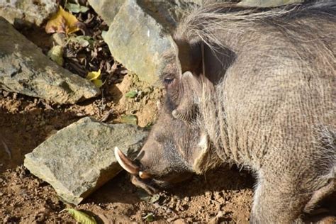 What Do Warthogs Eat A Z Animals