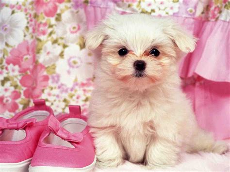 Wallpaper Of Cute Puppies