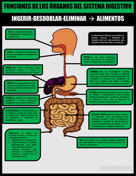 Funciones De Los Órganos Del Sistema Digestivo Organizador Esquemas