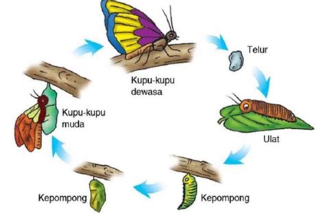kupu kupu dalam togel