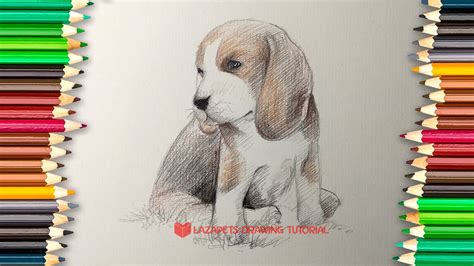 How To Draw A Beagle Puppy Semi Realistic Style By Lazapets Youtube