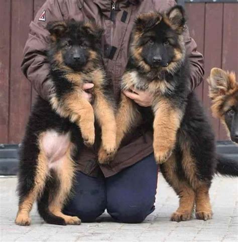 German Shepherd Puppies Quad Cities Petsidi