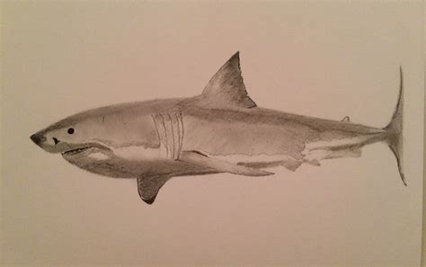 Shark Clipart Hand Drawn Pencil And In Color Shark Clipart Hand Drawn