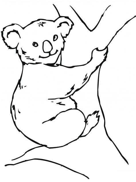 Koala Outline Drawing At Explore Collection Of