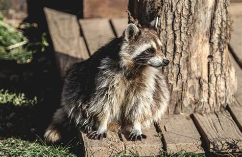 Raccoon Attacks On Dogs How To Prevent What To Do