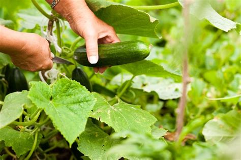 Premium Photo Woman Harvesting Cucumbers In Her Garden