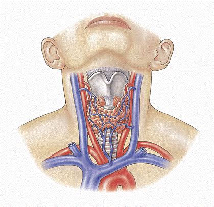 Anteriorly the thyroid glands are joined by the isthmus. Thyroid Anatomy